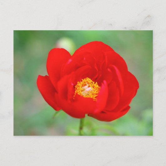 Red Peony Flower Briefkaart (Voorkant)