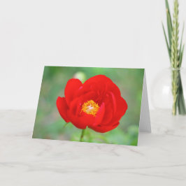 Red Peony Flower Kaart
