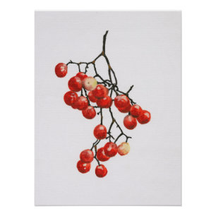 Red Peppercorns - Botanical Study 1 Perfect Poster