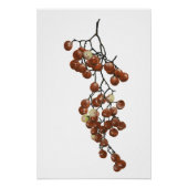 Red Peppercorns - Botanical Study 3 Perfect Poster (Voorkant)