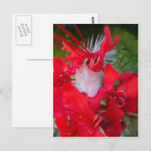 Red Petal Feather Art Print Briefkaart (Voorkant / Achterkant)