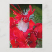 Red Petal Feather Art Print Briefkaart (Voorkant)