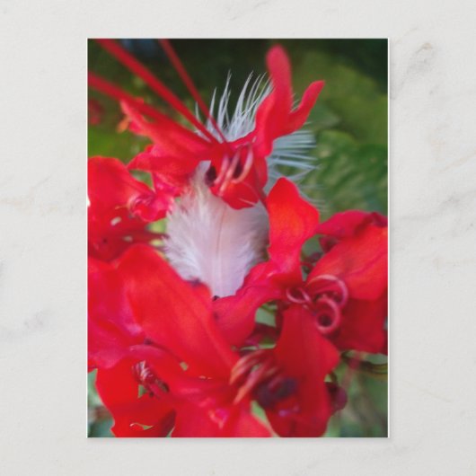 Red Petal Feather Art Print Briefkaart (Voorkant)
