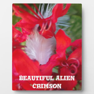 Red Petal Feather Art Print Fotoplaat