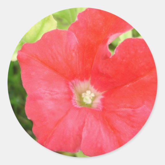 Red Petunia Flower Sticker (Voorkant)