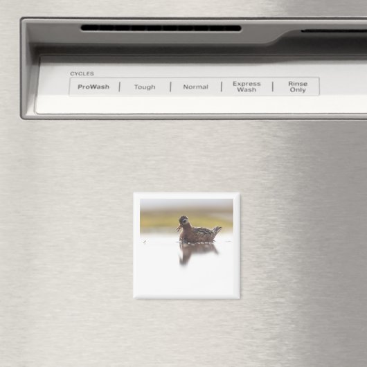 Red Phalarope 2x2 magnet (Insitu (Vaatwasser))