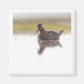 Red Phalarope 2x2 magnet (Voorkant)