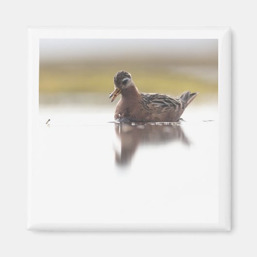 Red Phalarope 2x2 magnet (Voorkant)