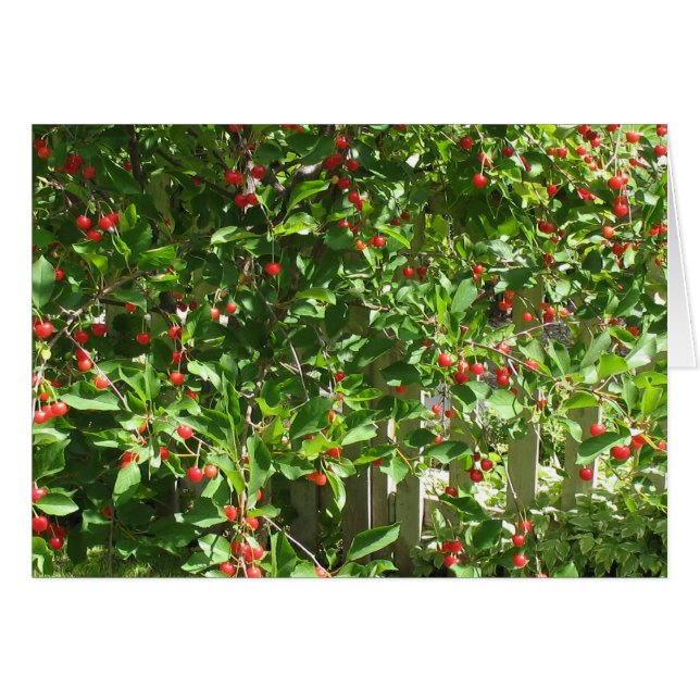 Red Pie Cherries (Voorkant Horizontaal)