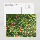 Red Pie Cherries Briefkaart (Voorkant / Achterkant)