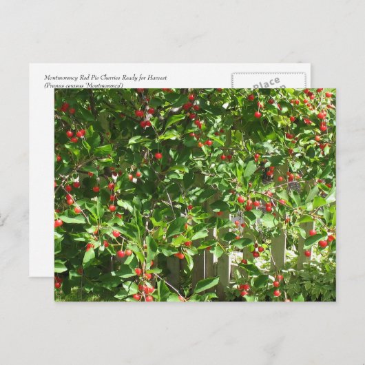 Red Pie Cherries Briefkaart (Voorkant / Achterkant)