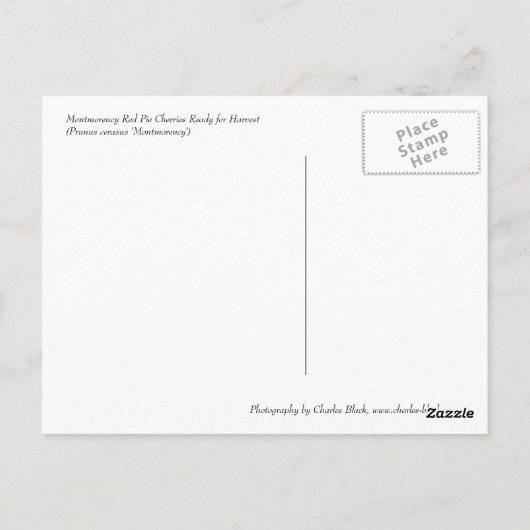 Red Pie Cherries Briefkaart (Achterkant)