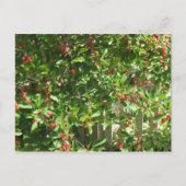 Red Pie Cherries Briefkaart (Voorkant)