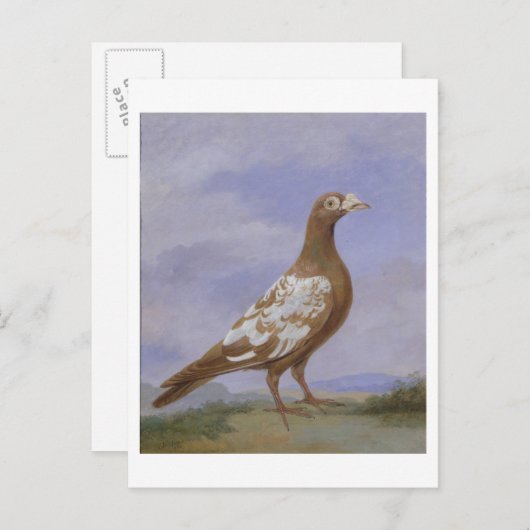 Red Pied Carrier Briefkaart (Voorkant / Achterkant)