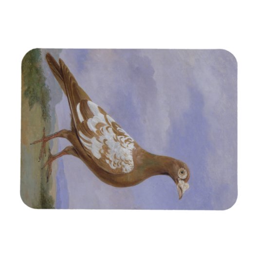 Red Pied Carrier Magneet (Horizontaal)