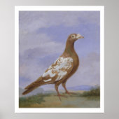 Red Pied Carrier Poster (Voorkant)