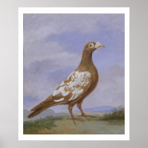 Red Pied Carrier Poster