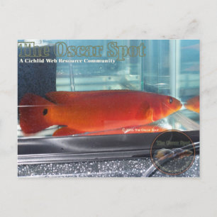 Red Pike Cichlid Briefkaart