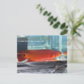 Red Pike Cichlid Briefkaart (Staand voorkant)