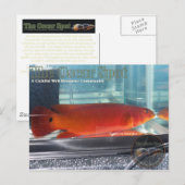 Red Pike Cichlid Briefkaart (Voorkant / Achterkant)