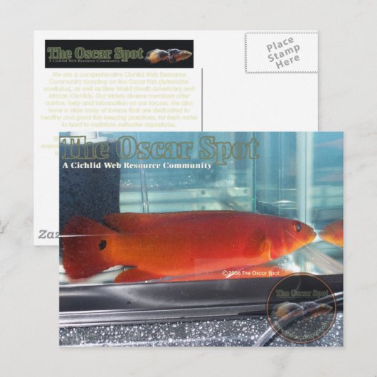 Red Pike Cichlid Briefkaart (Voorkant / Achterkant)