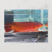 Red Pike Cichlid Briefkaart (Voorkant)