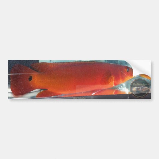 Red Pike Cichlid Bumpersticker (Voorkant)