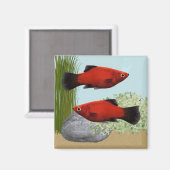 Red Platies Tropical Fish Nature Aquarium Magnet (Voorkant / Achterkant)