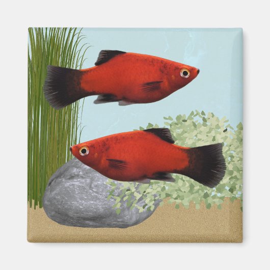 Red Platies Tropical Fish Nature Aquarium Magnet (Voorkant)