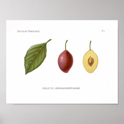 Red Plum Poster (Voorkant)