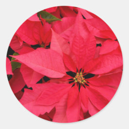 Red Poinsettia Bloemen Bloemen Bloemen Vakantie Gr Ronde Sticker