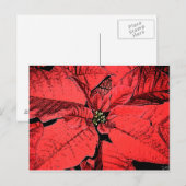 Red Poinsettia Briefkaart (Voorkant / Achterkant)