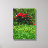 Red Poinsettia Canvas Afdruk (Voorkant)