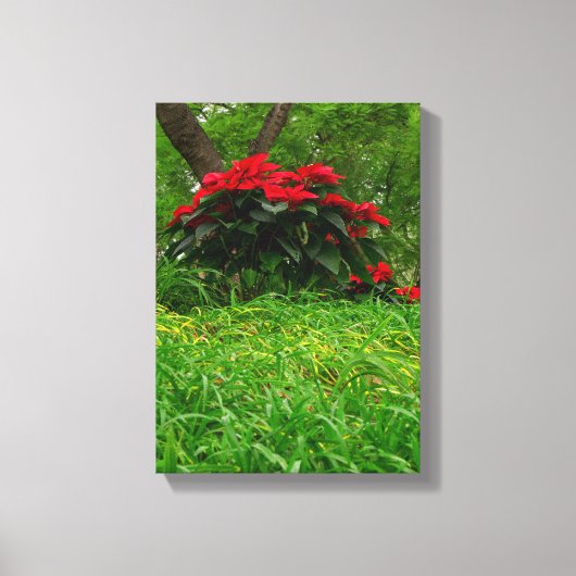 Red Poinsettia Canvas Afdruk (Voorkant)