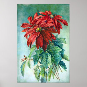 Red Poinsettia Flowers  Poster voor schilderen