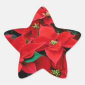 Red Poinsettia Holiday Ster Sticker (Voorkant)
