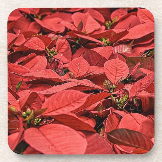 Red Poinsettia kerst Bier Onderzetter (Voorkant)