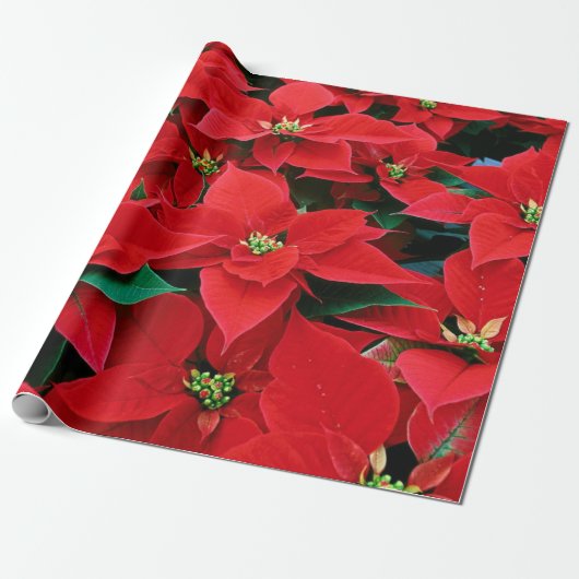Red Poinsettia kerstcadeaupapier voor kerstcadeaut Cadeaupapier (Uitgerold)