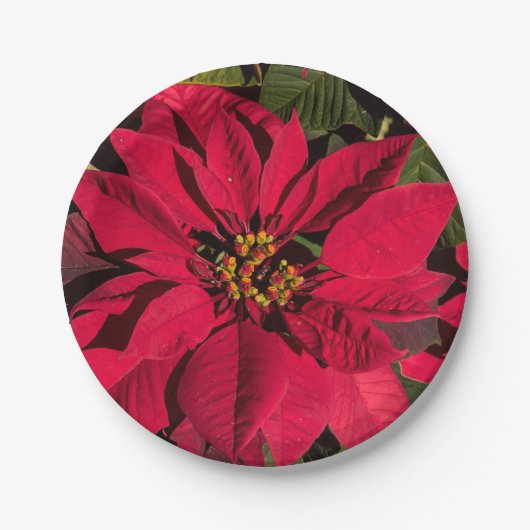 Red Poinsettia kerstfeest Papieren Bordje (Voorkant)