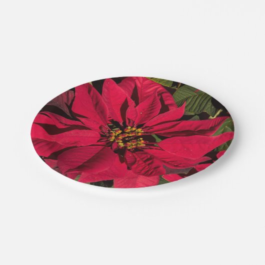 Red Poinsettia kerstfeest Papieren Bordje (Gekanteld)