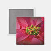 Red Poinsettia - Kerstmis Magneet (Voorkant / Achterkant)