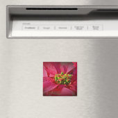 Red Poinsettia - Kerstmis Magneet (Insitu (Vaatwasser))