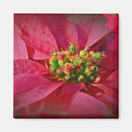 Red Poinsettia - Kerstmis Magneet (Voorkant)