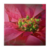 Red Poinsettia - Kerstmis Tegeltje (Voorkant)