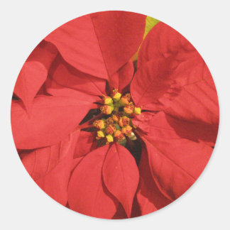 Red Poinsettia Ronde Sticker