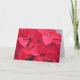 Red Poinsettias Feestdagen Kaart