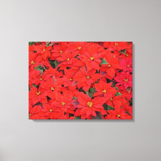 Red Poinsettias I Kerstfeestdag Floral Foto Canvas Afdruk (Voorkant)