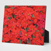 Red Poinsettias I Kerstfeestdag Floral Foto Fotoplaat (Zijkant)