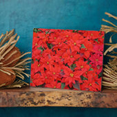Red Poinsettias I Kerstfeestdag Floral Foto Fotoplaat (Zijkant)