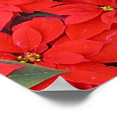 Red Poinsettias I Kerstfeestdag Floral Foto Poster (Hoek)
